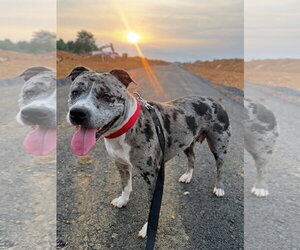Mutt Dogs for adoption in Rockville, MD, USA