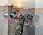 Cherry - Female Mutt Dog for Adoption - Small photo