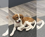 Small Beagle Mix