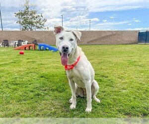 Shepradors Dogs for adoption in Orange, CA, USA