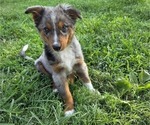 Small #1 Miniature Australian Shepherd