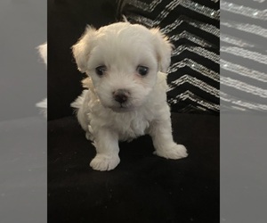 Maltipoo Puppy for sale in CONCORD, NC, USA