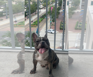 French Bulldog Puppy for sale in HOUSTON, TX, USA