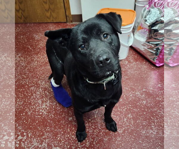 Medium Photo #9 Labrador Retriever-Unknown Mix Puppy For Sale in Fargo, ND, USA