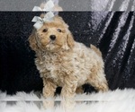 Small #5 Goldendoodle (Miniature)