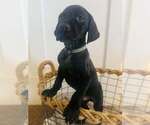 Puppy Angus German Shorthaired Pointer