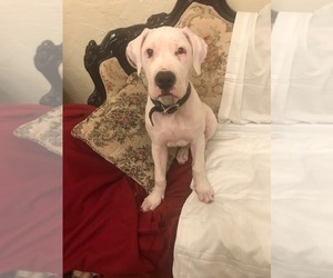 Dogo Argentino Puppy for sale in GLENDALE, CA, USA