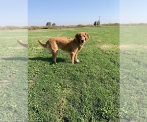 Mother of the Goldendoodle puppies born on 04/06/2024