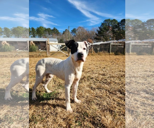 Medium Photo #3 Labrador Retriever-Unknown Mix Puppy For Sale in Woodbury, NY, USA