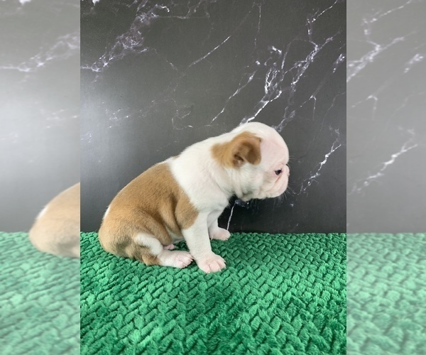 Medium Photo #25 Boston Terrier Puppy For Sale in TULARE, CA, USA