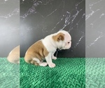 Small Photo #169 Boston Terrier Puppy For Sale in TULARE, CA, USA