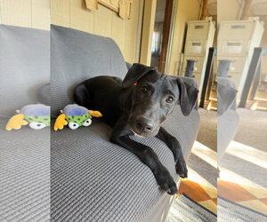 Michael - Male Shepradors Dog for Adoption - Photo #7
