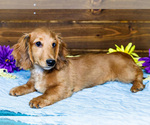 Small #5 Dachshund