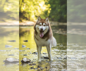 Father of the Siberian Husky puppies born on 03/14/2025
