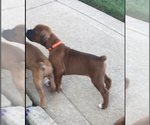 Small #7 Boxer