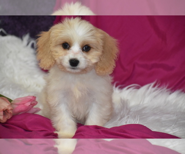 Medium Photo #3 Cavachon Puppy For Sale in ELDORADO, OH, USA
