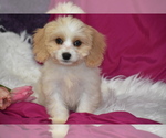 Small #2 Cavachon