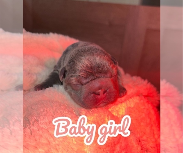 Medium Photo #7 French Bulldog Puppy For Sale in FRANKLIN, IN, USA