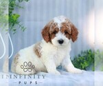 Small #1 Goldendoodle (Miniature)