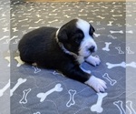 Small Photo #68 Australian Shepherd Puppy For Sale in SALISBURY, NC, USA