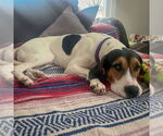 Small #6 Treeing Walker Coonhound