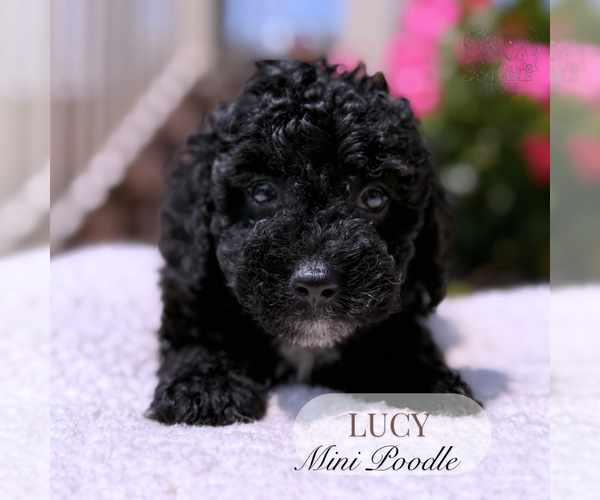 Medium Photo #4 Poodle (Miniature) Puppy For Sale in ELMHURST, IL, USA