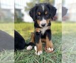 Small Photo #10 Bernese Mountain Dog Puppy For Sale in CLINTON, MO, USA
