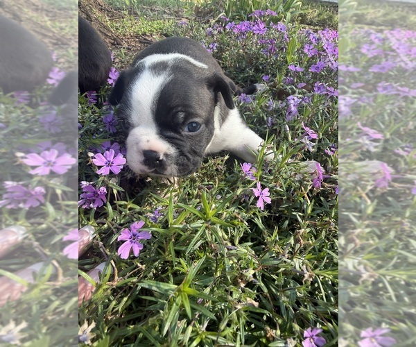 Medium Photo #5 Boston Terrier Puppy For Sale in FREDONIA, KS, USA