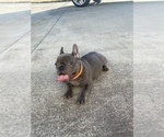 Small Photo #6 French Bulldog Puppy For Sale in CLACKAMAS, OR, USA