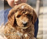 Small #4 Goldendoodle (Miniature)