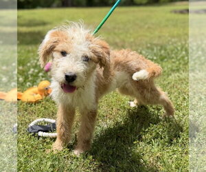 Mutt Dogs for adoption in Yardley, PA, USA