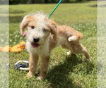 Small Mutt