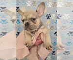 Small Photo #3 French Bulldog Puppy For Sale in SPRING, TX, USA