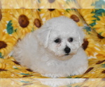 Small #2 Bichon Frise