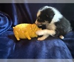 Small #2 Border Collie