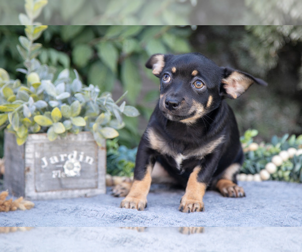 Medium Photo #2 Chihuahua Puppy For Sale in SALEM, IN, USA