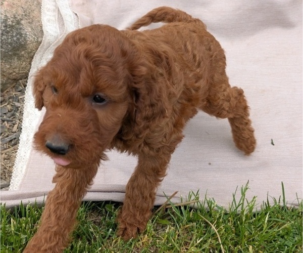 Medium Photo #3 Irish Doodle Puppy For Sale in GOSHEN, IN, USA