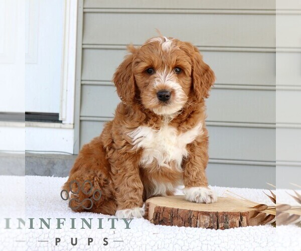 Medium Photo #2 Goldendoodle (Miniature) Puppy For Sale in NARVON, PA, USA