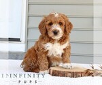 Small #1 Goldendoodle (Miniature)