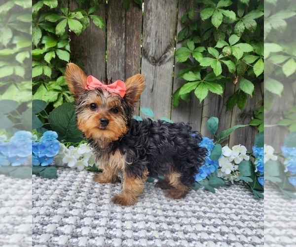Medium Photo #1 Yorkshire Terrier Puppy For Sale in INDIANAPOLIS, IN, USA