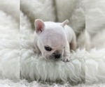 Small Photo #1 French Bulldog Puppy For Sale in WATER MILL, NY, USA