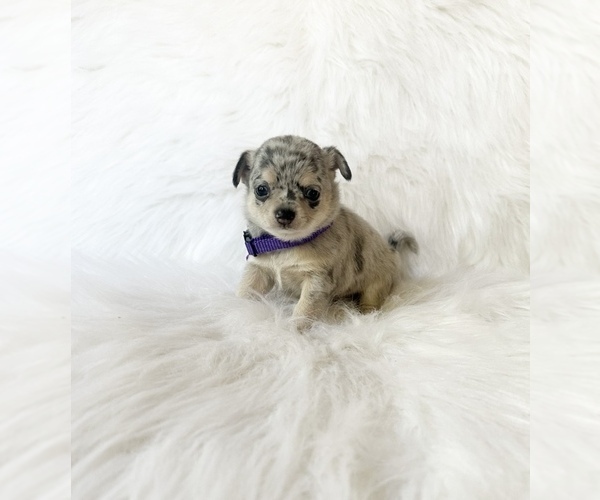 Medium Photo #5 Chihuahua Puppy For Sale in SACRAMENTO, CA, USA