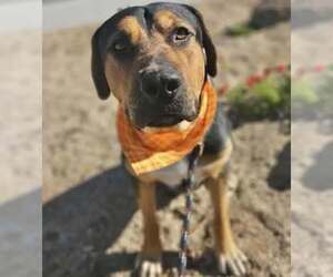 Beagle-Unknown Mix Dogs for adoption in Chandler, AZ, USA