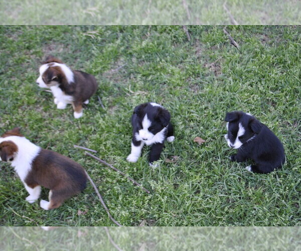 Medium Photo #1 Miniature Australian Shepherd Puppy For Sale in SWAN, TX, USA
