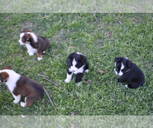 Miniature Australian Shepherd Puppy for sale in SWAN, TX, USA