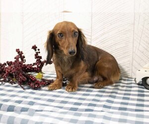 Mother of the Dachshund puppies born on 10/21/2022