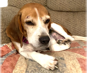 Beagle Dogs for adoption in Dunnellon, FL, USA
