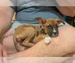 Small #1 Boxer Mix