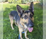Small #1 German Shepherd Dog