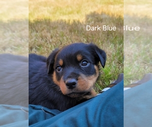 Rottweiler Puppy for sale in OLYMPIA, WA, USA